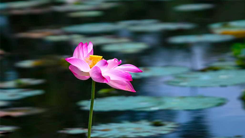 Closeup of flower growing out of lily pads in water