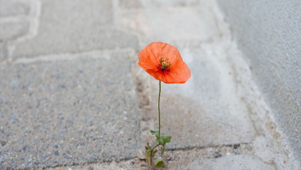 Closeup photo of poppy flower growing out of pavement
