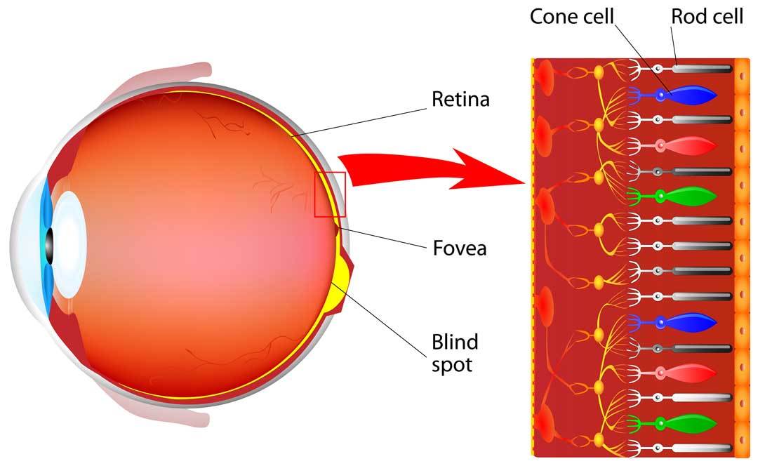 https://dana.org/app/uploads/2023/09/eye-cross-section-basics.jpeg