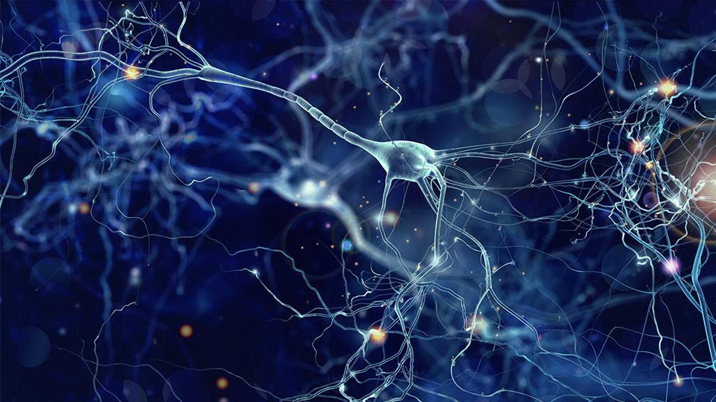 The Neuron – Foundations of Neuroscience