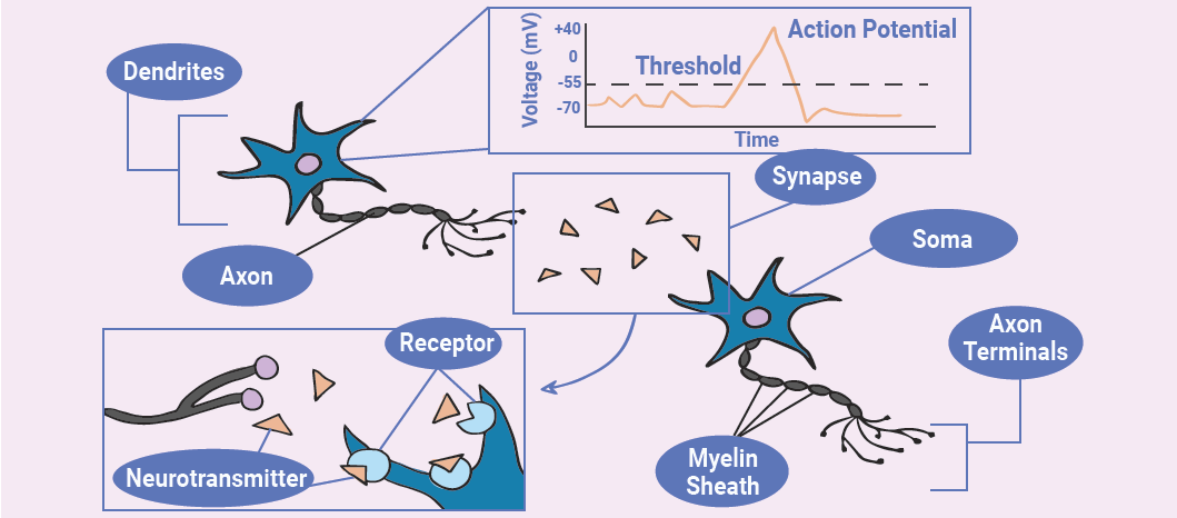 The Neuron – Foundations of Neuroscience