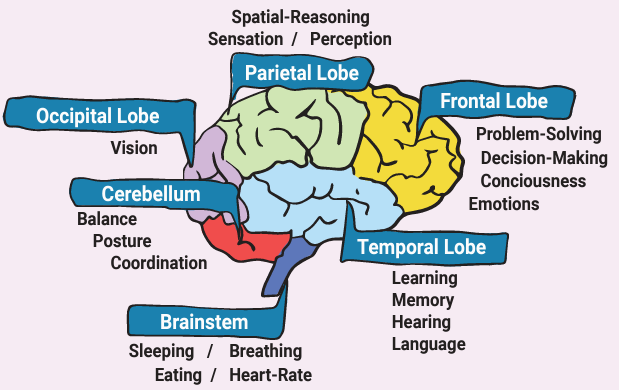 breakdown of parts of the brain