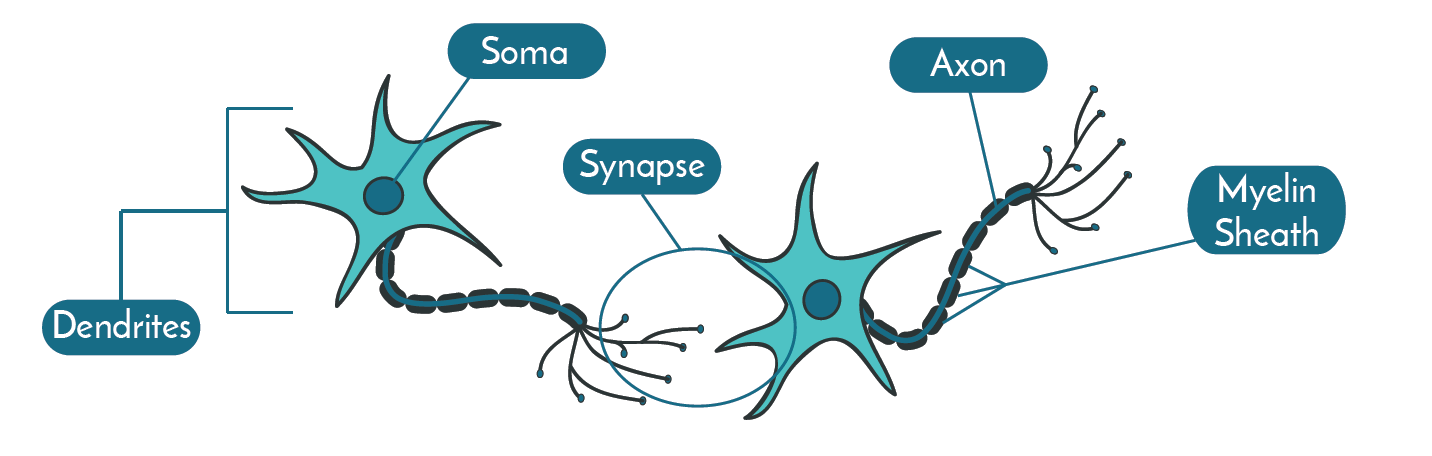 neurons in the brain