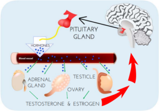 Sex Hormones and the Brain - Dana Foundation