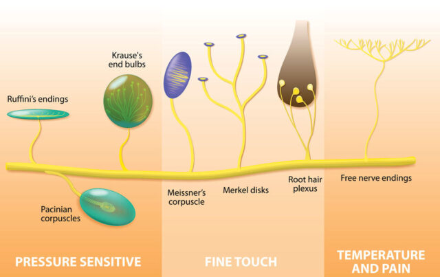 Receptory Węchu Znajdują Się W The Senses: The Somatosensory System - Dana Foundation