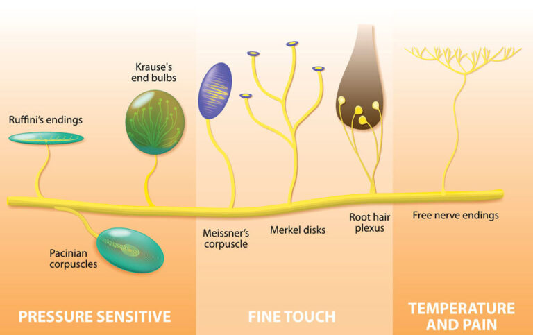 The Senses: The Somatosensory System - Dana Foundation
