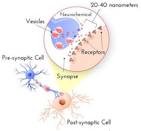 synaptic